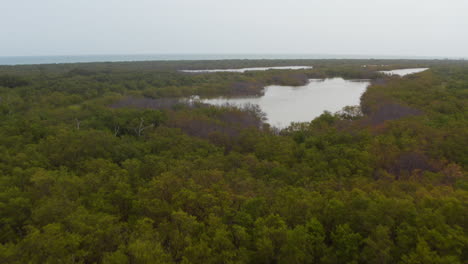 Hacia-Adelante-Vuelo-Por-Encima-De-La-Selva-Tropical.-Amplia-Zona-De-árboles-Y-Arbustos-Sin-Intervención-Humana.-Río-Lagartos,-México.