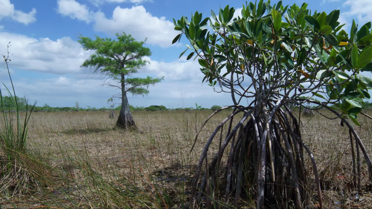 buena toma de lapso de tiempo de manglares y cipreses en los everglades