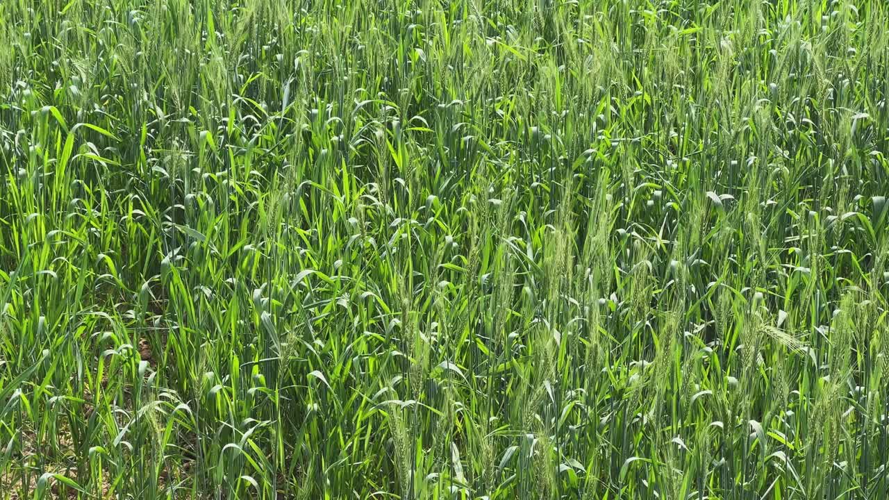 Nærbillede af frodige grønne kornmarker, der svajer blidt i en let brise, tæt landbrugsmarkstruktur med frisk sæsonvækst under naturligt dagslys.
