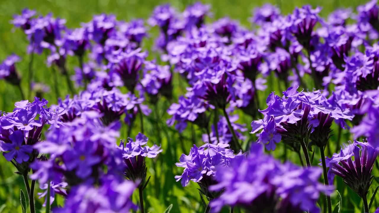 Nærbillede, i øjenhøjde, af levende lilla blomster på en mark, der fanger en fredfyldt, naturlig ramme.