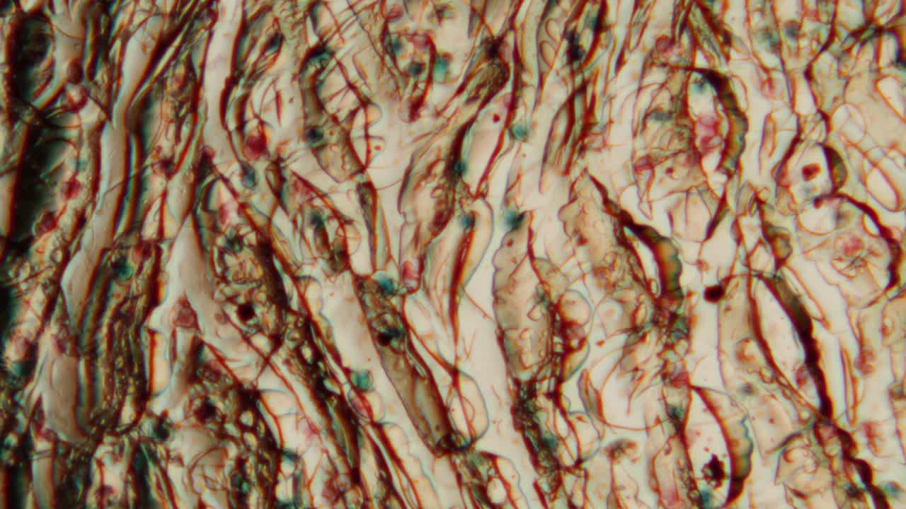 Pattern astratto microscopico e dinamico di cellule e fibre organiche