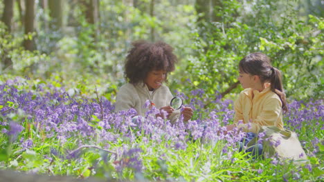 Niño-Y-Niña-En-Bosques-De-Primavera-Examinando-Campanillas-Con-Lupa