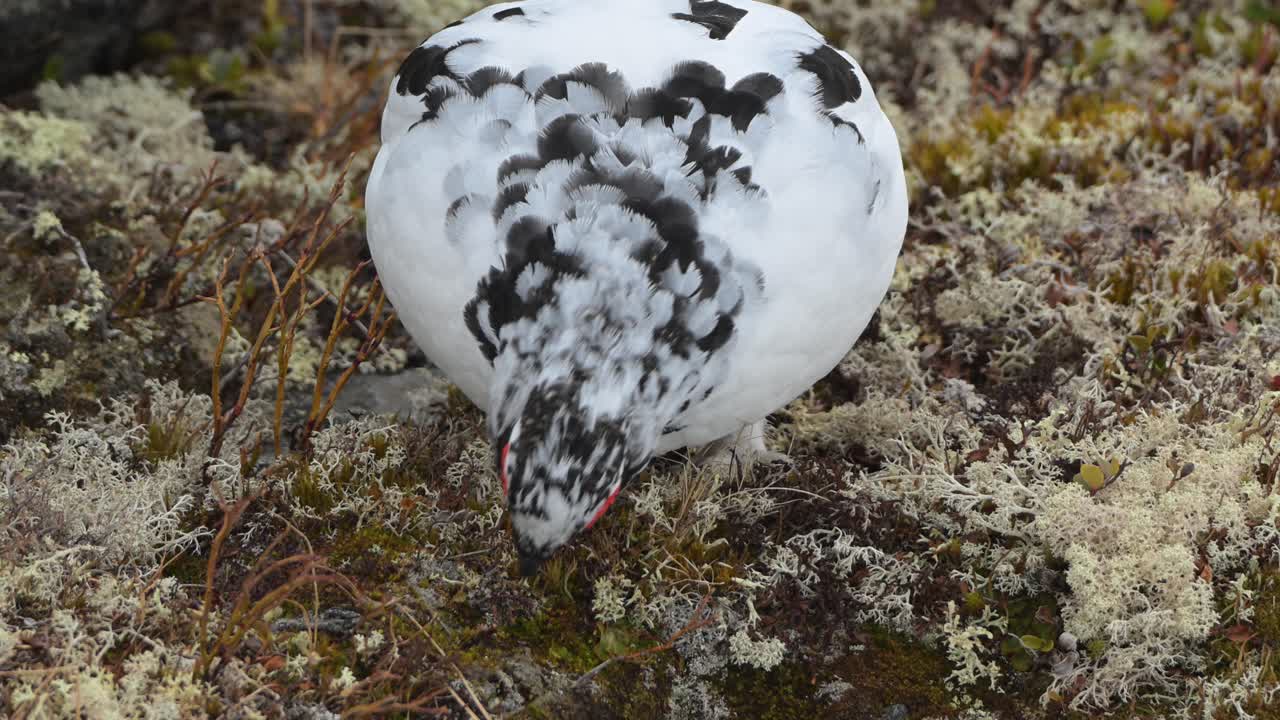 Hannfugl igjenSakte film nærbilde av en hannrype som hakker på alpine lyng under sesongmessige fjærdriftsendringer