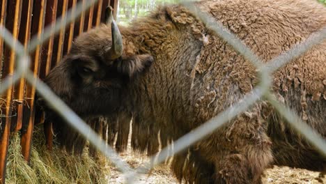 Bisonte-Europeo-Comiendo-Heno-En-Un-Recinto-Cableado-En-El-Parque-De-Animales