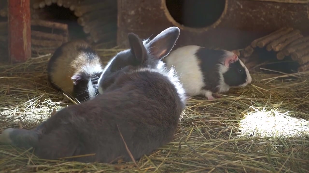Un coniglio riposa accanto a due porcellini d'India in un recinto coperto di paglia, con la luce soffusa del sole che cade sugli animali e sui loro dintorni riparati.