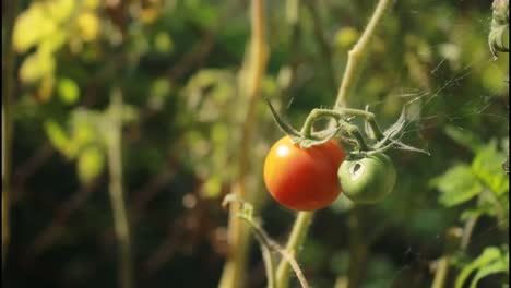 tomates que crecen en la vid