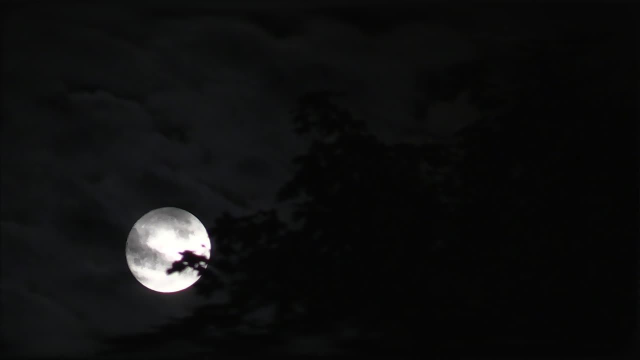 Lua cheia à noite atrás de uma árvore