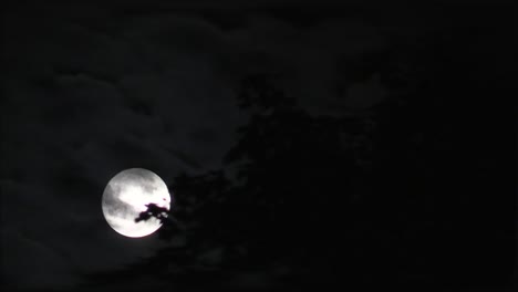 luna llena en la noche detrás de un árbol