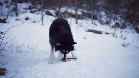 husky dog eating raw eggs in a plate in outdoor winter landscape