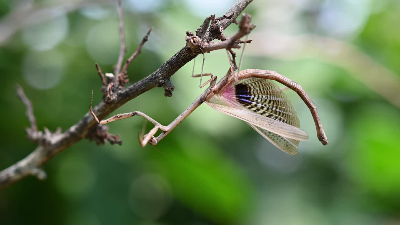 heterochaetula straminea, 사마귀, 4k 영상