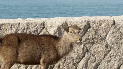 a medium close up of a deer along the land of miyajima island offers a glimpse into the island’s harmonious blend of wildlife, cultural heritage, and peaceful living.