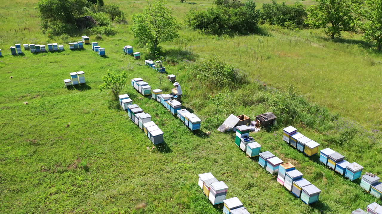 Apiary on green field. View from above on beehives and a beekeeper inspecting bees. Bees flying over the hives. Beekeeping concept. Aerial view.