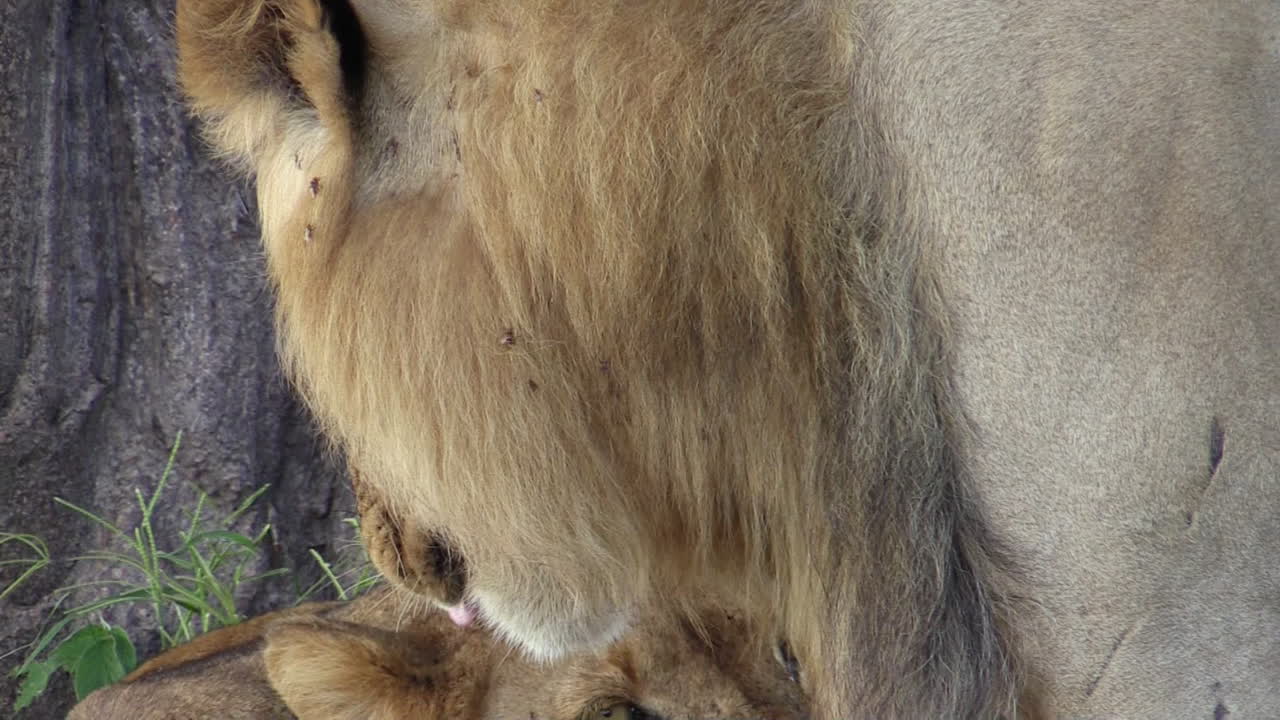 한낮의 더위, 암사자, 바오밥나무를 배경으로 헐떡이는 사자 클로즈업 샷