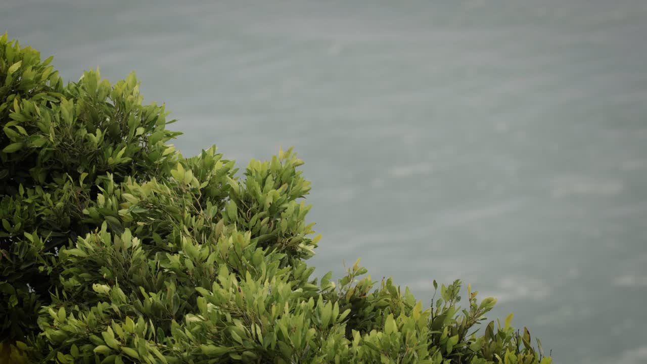 버리 헤즈 국립 공원, 골드 코스트, 오스트레일리아