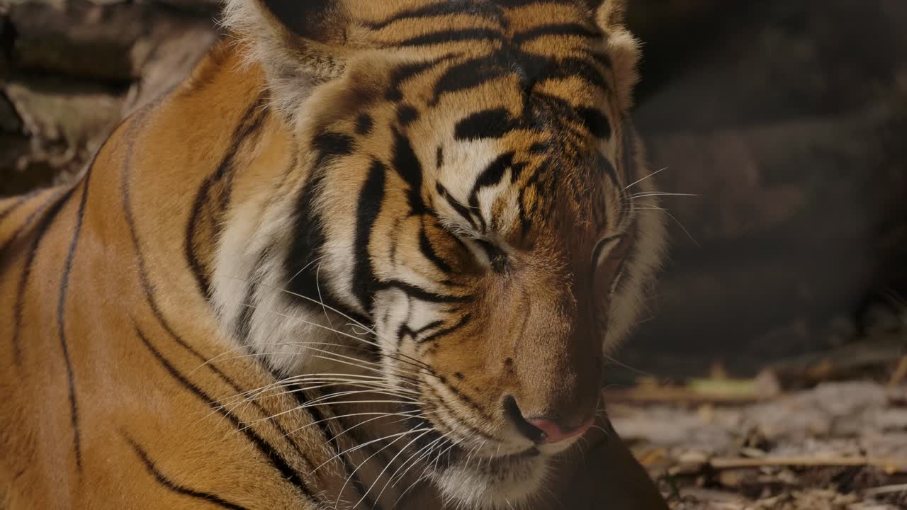 tigre assonnata che si crogiola al sole