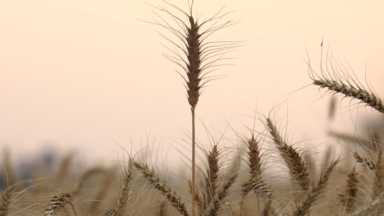 Handheld vertical TILT shot of Wheat in the field