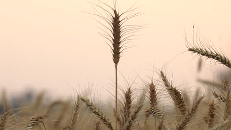 Tiro-De-Inclinación-Vertical-De-Mano-De-Trigo-En-El-Campo