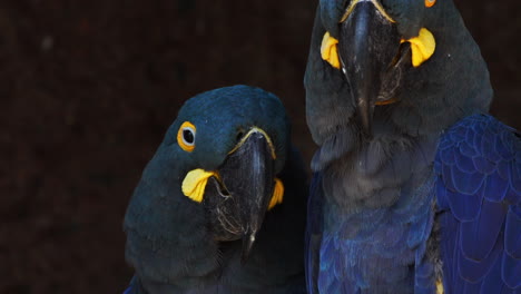 head`s closeup of a couple of lear`s blue macaw in an affectionate moment