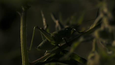 saltamontes en una planta