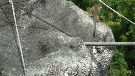 mono ardilla salta sobre la roca en el zoológico infantil en el gran parque de seúl, gwacheon, corea del sur - tiro estático