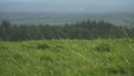 grass in wind with focus pull onto background as camera pans over english countryside on summer day