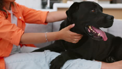 Frau,-Hund-Und-Liebe-Auf-Dem-Sofa-Im-Wohnzimmer-Zu-Hause