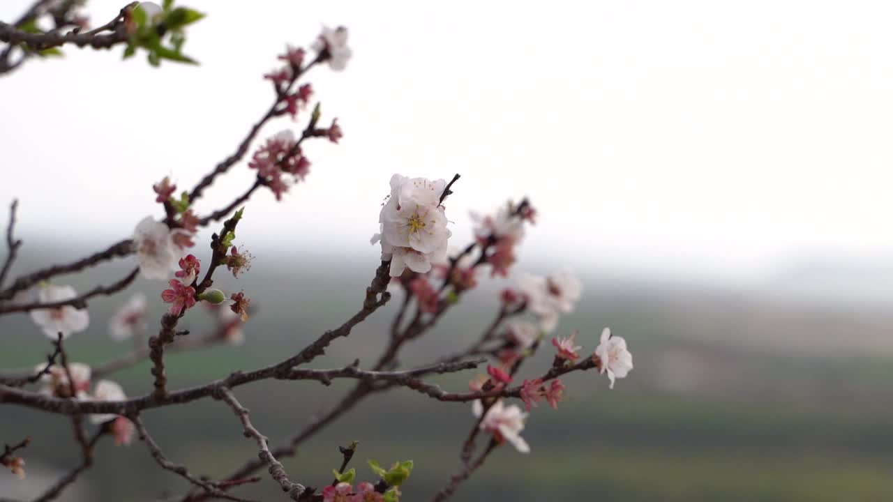 Splendido primo piano di fiori di Sakura che iniziano a sbocciare