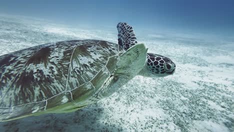 fascinante y hermoso.