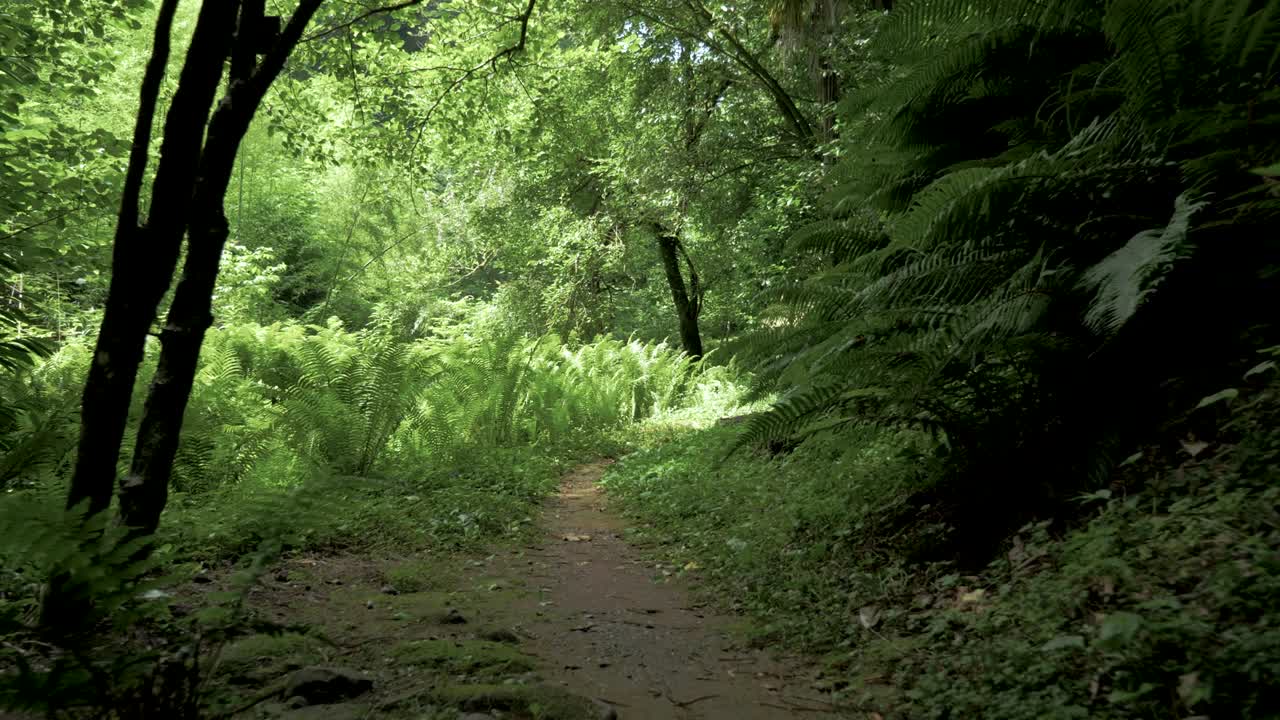 가장 큰 공원 중 하나 인 바투미, 조지아 에서 여름 날 에 열대 열대 우림