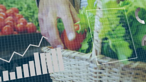 hand picking tomato from basket with data processing animation overlay