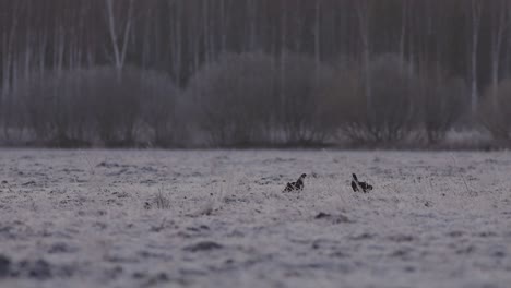 Birkhuhn-Lek-Am-Frühen-Morgen