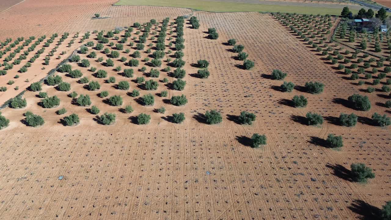 vista de avión no tripulado de campo de cultivos con olivos y viñedo marchito en un día soleado