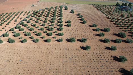 vista de avión no tripulado de campo de cultivos con olivos y viñedo marchito en un día soleado