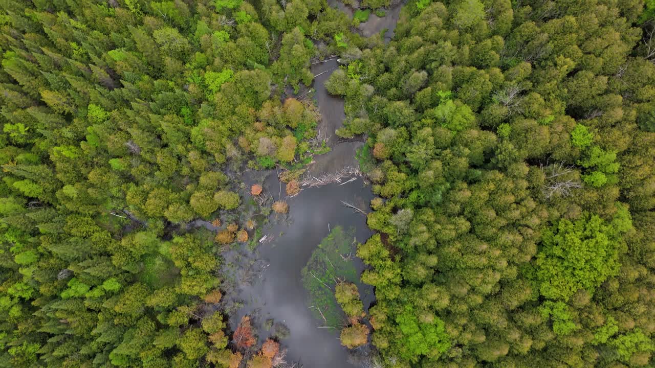 Lush Canadian forest and winding Credit River, aerial top shot with cloud reflection, Caledon, Ontario
