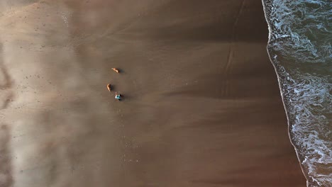 person walking dogs on a sandy beach