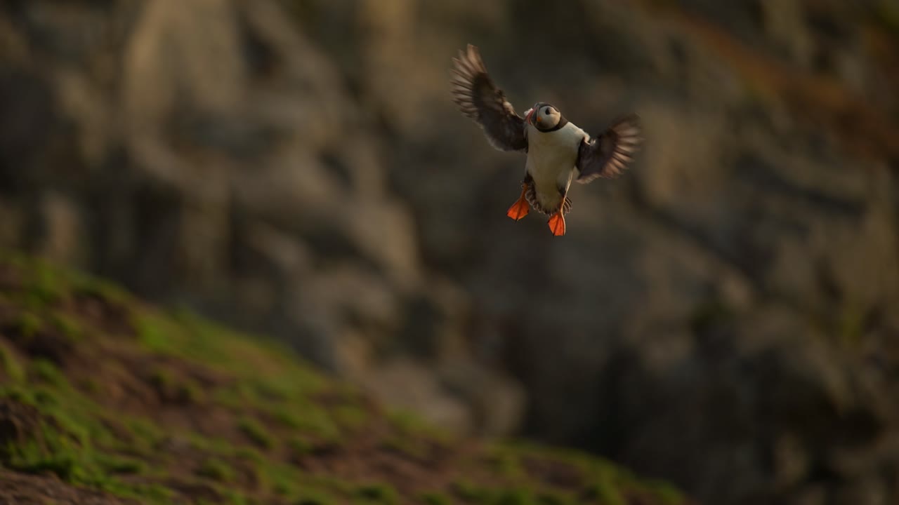 puffins en cámara lenta volando al atardecer en la costa, increíble vida silvestre tiro de pájaro puffin atlántico en vuelo con paisaje costero en la costa de la isla de skomer en gales, increíbles aves del reino unido y la vida salvaje