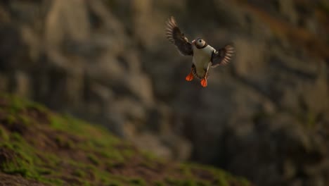 Slow-Motion-Puffins-Flying-at-Sunset-on-the-Coast,-Amazing-Wildlife-Shot-of-Atlantic-Puffin-Bird-in-Flight-with-Coastal-Scenery-on-the-Coast-of-Skomer-Island-in-Wales,-Amazing-UK-Birds-and-Wildlife