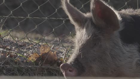 Closeup-view-of-pig-snout-breathing,-gentle-light-on-profile-view-in-pen