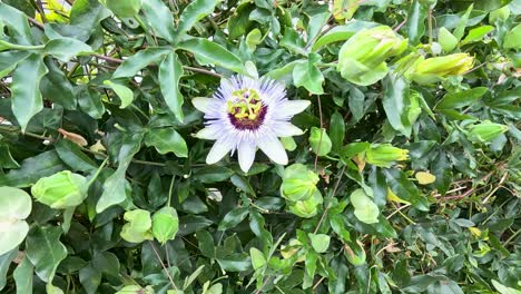 flor blanca en medio de hojas verdes exuberantes