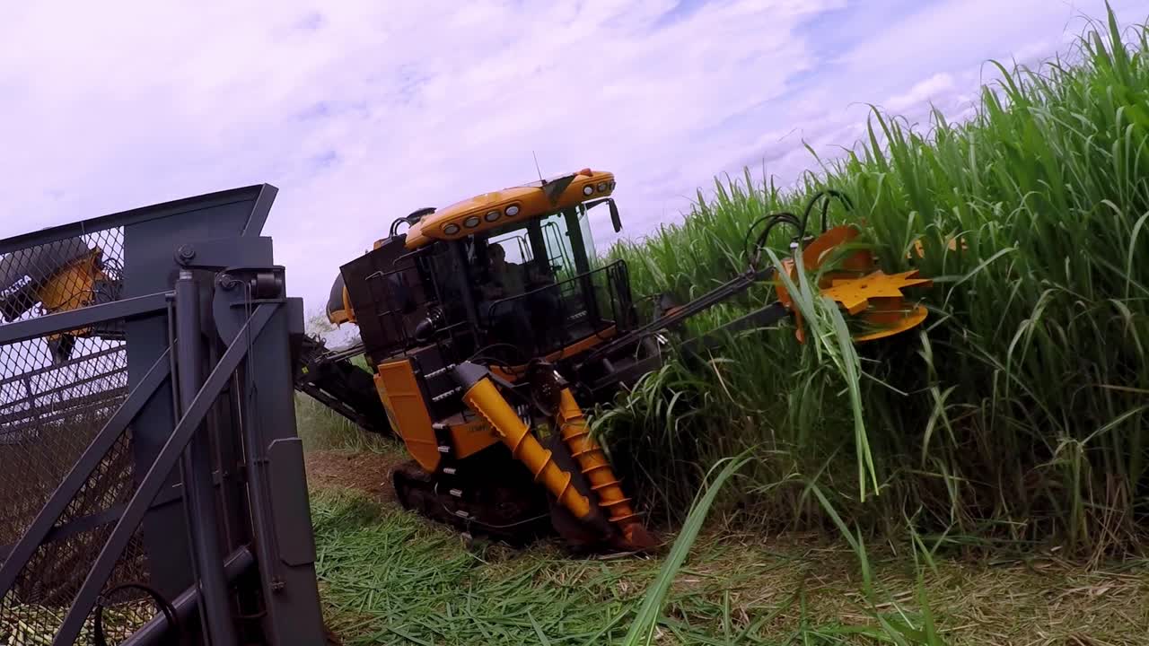 la máquina cosechadora automática corta y recolecta eficientemente la caña cruda.