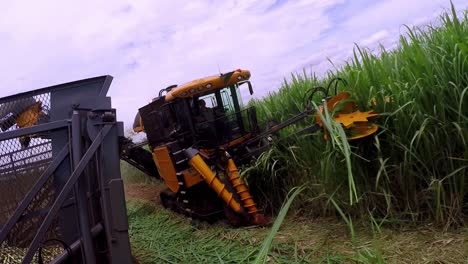 automatic harvester machine efficiently cuts down and collects the raw cane