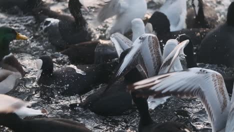 Gaviotas-Fochas-Patos-Peleando-Por-Migas-De-Pan-A-Cámara-Lenta