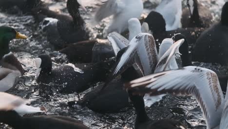 gaviotas fochas patos peleando por migas de pan a cámara lenta