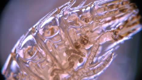 close-up of a translucent arthropod exoskeleton