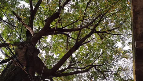 Yellow-Jue-tree-falling-leaves