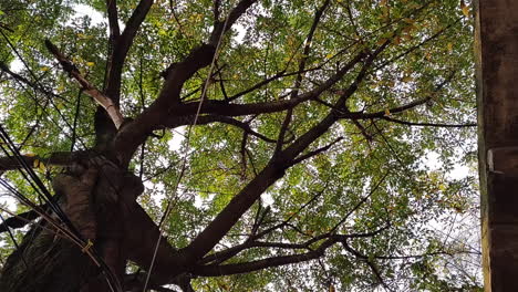 árbol de jue amarillo hojas que caen