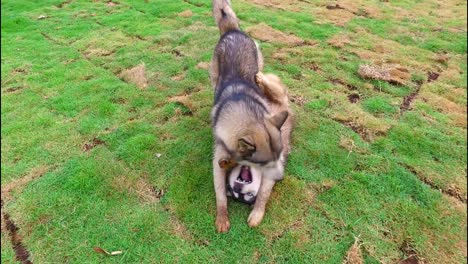 dog playing on grassland