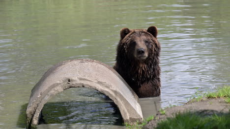 orso bruno eurasiatico intorno a un waterpipe in cemento in un piccolo stagno guardando la macchina fotografica