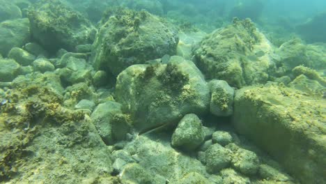 Colorful-fish-swimming-through-stones-and-algae-on-seabed-near-shoreline,-underwater-dive-shot,-sunlight-reflecting-on-sea