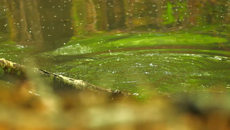 Coipo-Salvaje-Roedor-Nutria-Rama-Trepadora-En-Un-Río